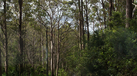Dżungla w Springbrook Mountain – Brisbane, Australia