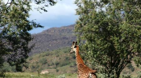 Żyrafa uciekająca przede mną na rowerze w Hell's Gate NP – Naivasha, Kenia