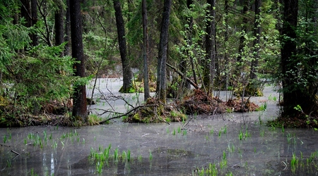 Mokra puszcza – Puszcza Augustowska, Polska