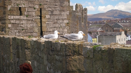 Wszędobylskie mewy – Caernarfon, Wielka Brytania