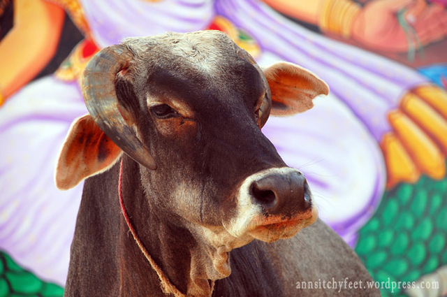 Varanasi święta krowa