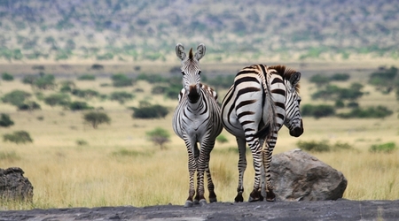 10.Grant's Zebra – Arusha, Tanzania