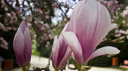 magnolie – Kórnik, Polska