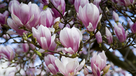 magnolie – Kórnik, Polska