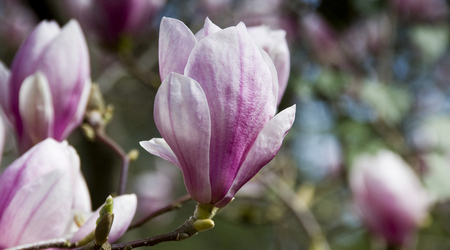 magnolie – Kórnik, Polska