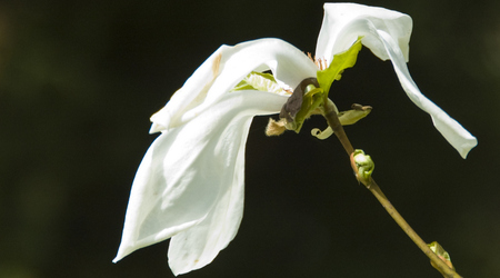 magnolie – Kórnik, Polska