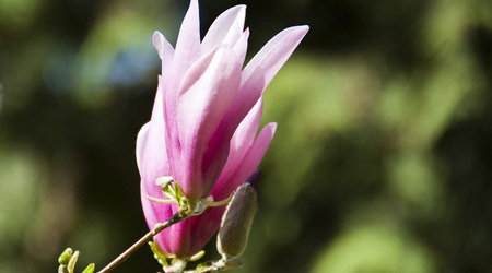 magnolie – Kórnik, Polska