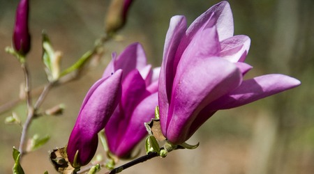 magnolie – Kórnik, Polska