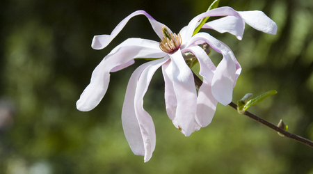 magnolie – Kórnik, Polska