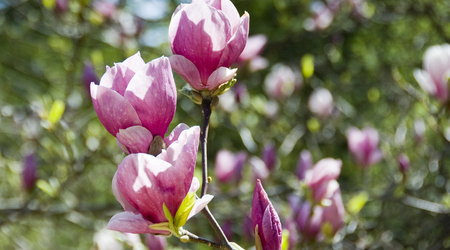 magnolie – Kórnik, Polska