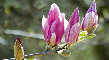 magnolie – Kórnik, Polska