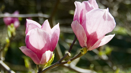 magnolie – Kórnik, Polska