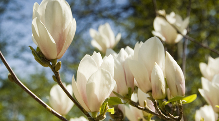 magnolie – Kórnik, Polska
