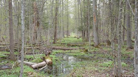 tu jest szlak – Puszcza Białowieska, Polska