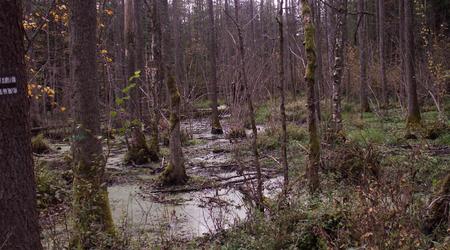 Tam jest szlak – Puszcza Białowieska, Polska