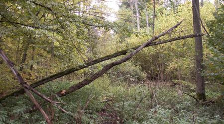 Szlak w puszczy – Puszcza Białowieska, Polska