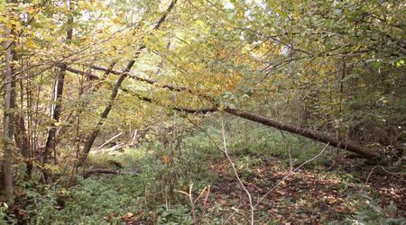 Szlak w puszczy – Puszcza Białowieska, Polska