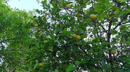 Citronki – Préveza, Grecja
