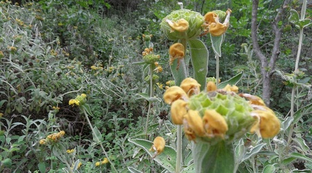 Kwiatek – Préveza, Grecja
