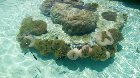 Akwarium – Papeete, Polinezja Francuska