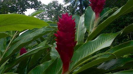 Flora – Papeete, Polinezja Francuska