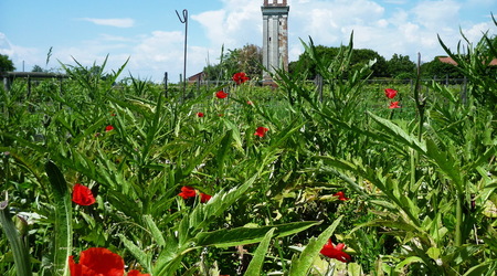 i wieza, i maki – Burano, Włochy