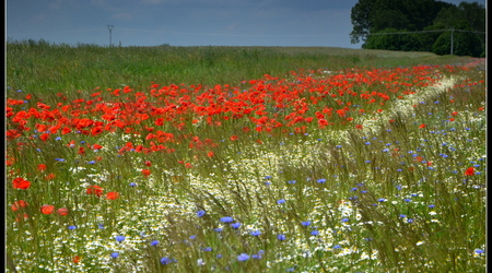 Dsc 0752fb – Strzeżenice, Polska