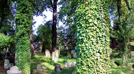 stary cmentarz żydowski (kirkut) – Cieszyn, Polska