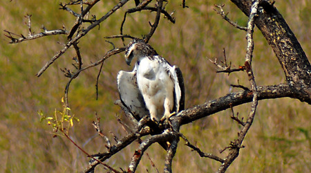 Martial eagle – Hluhluwe, Republika Południowej Afryki