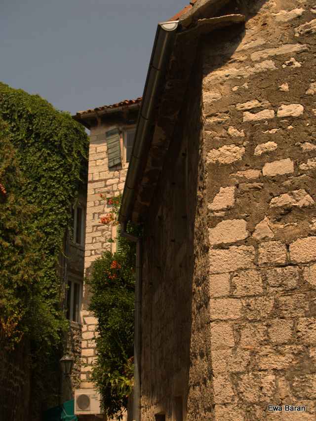 031 p1014179 orf