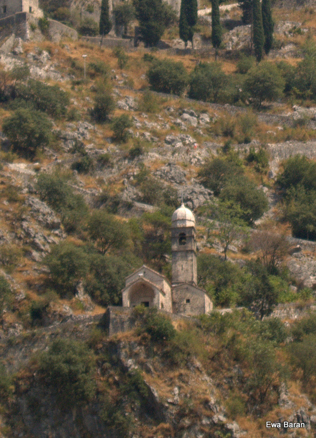 082 p1014412 orf
