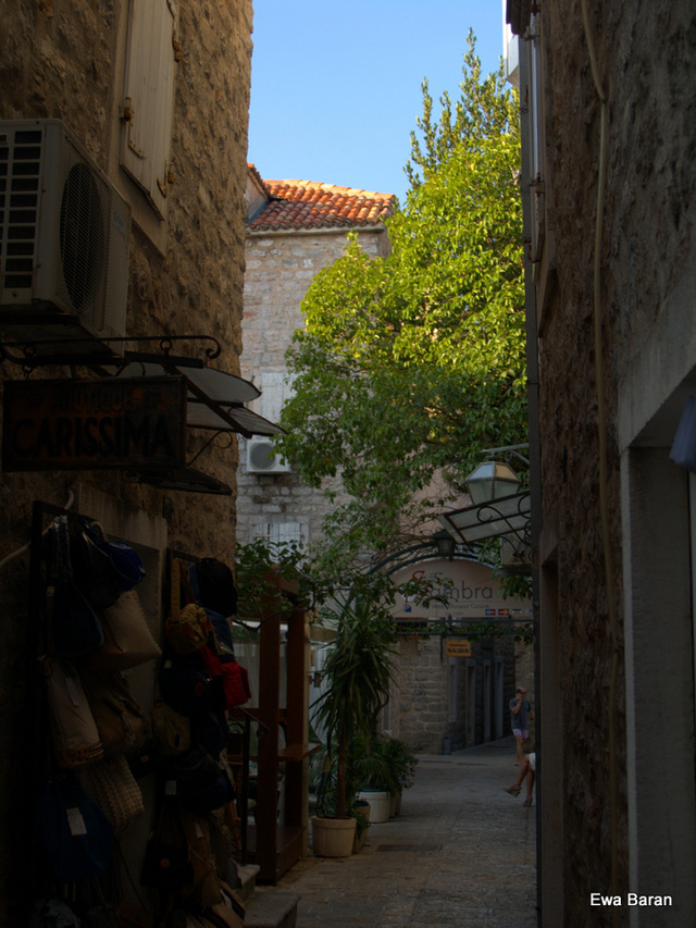 116 p1014682 orf