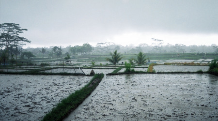 Pola ryżowe w okolicy Ubud – Bali, Indonezja