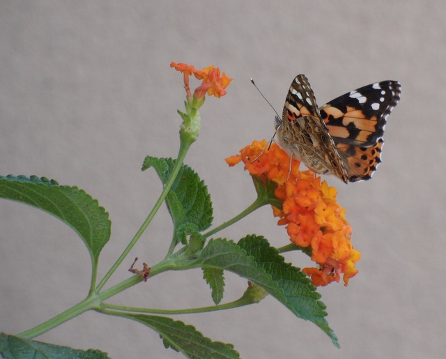 Motyl