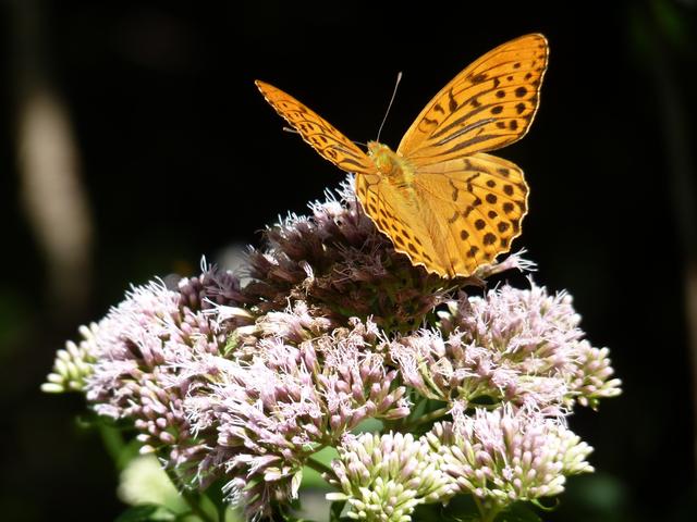 018 