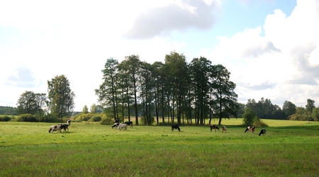 Po drodze na grzyby – Puszcza Augustowska, Polska