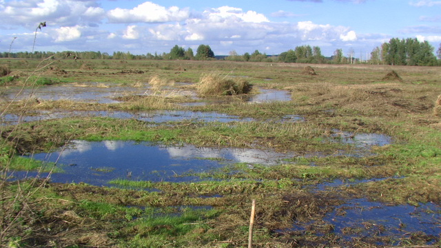 Śnianokosy nad Świsłoczą  2013
