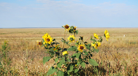 przydrożne słoneczniki – Almaty, Kazachstan