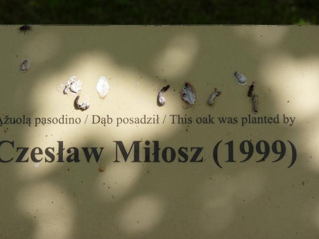 Szetejny Centrum Cz. Milosza koło Kiejdan