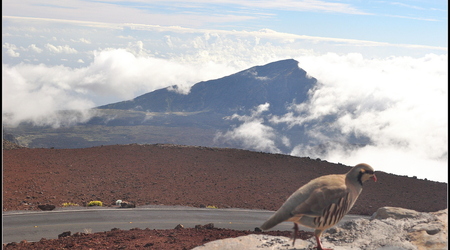 Haleakala National Park+ Nene – Kahului, Stany Zjednoczone Ameryki