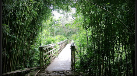 Pipiwai Trail Bamboo Forest – Kahului, Stany Zjednoczone Ameryki