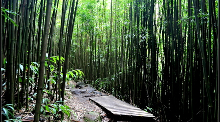 Pipiwai Trail Bamboo Forest – Kahului, Stany Zjednoczone Ameryki