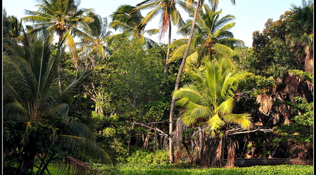 Punalu'u Black Sand Beach – Hilo, Stany Zjednoczone Ameryki