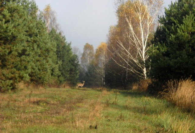 Sarenka