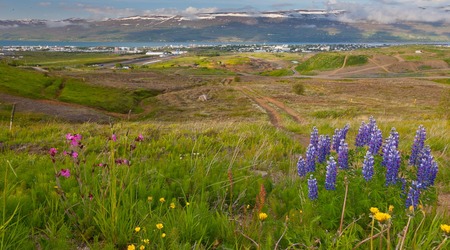 łubin – Akureyri, Islandia