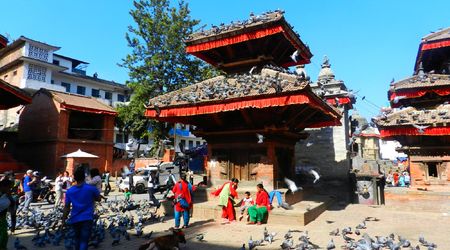 Ptaki – Katmandu, Nepal