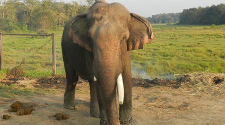 Słoń pokazowy – Chitwan national park, Nepal