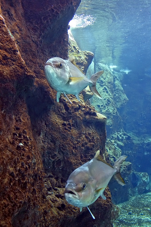 Creteaquarium, Gouves