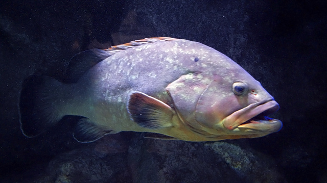 Creteaquarium, Gouves