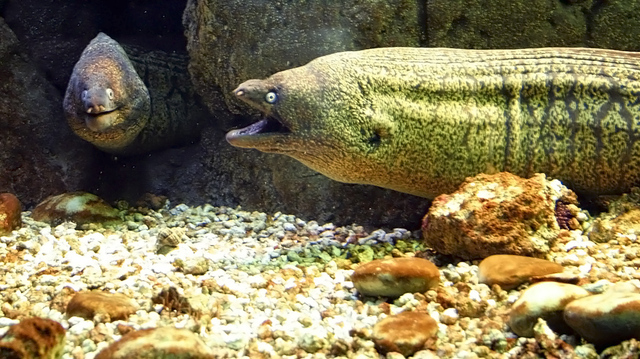 Creteaquarium, Gouves